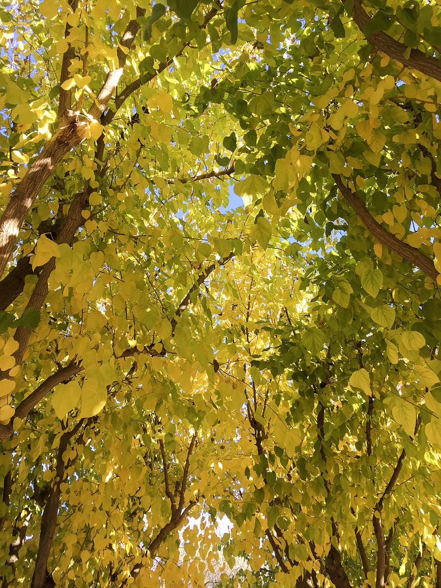 plant, leaf, maple, tree, sun, nature, yellow, sunlight, maple leaf HD wallpaper