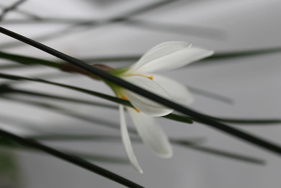 plant, flower, flowering plant, beauty in nature, close-up HD wallpaper