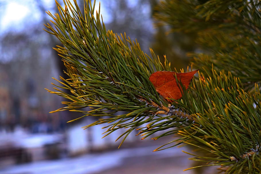 macro, green, pine, sheet, nature, trees, needles, coniferous HD wallpaper