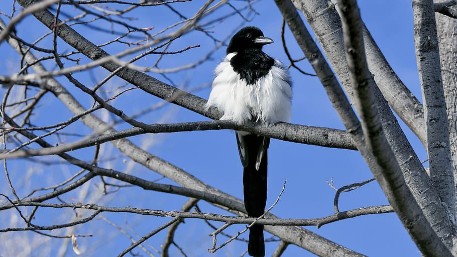 bird, feather, magpie, tree, sunny day, animal themes, vertebrate HD wallpaper