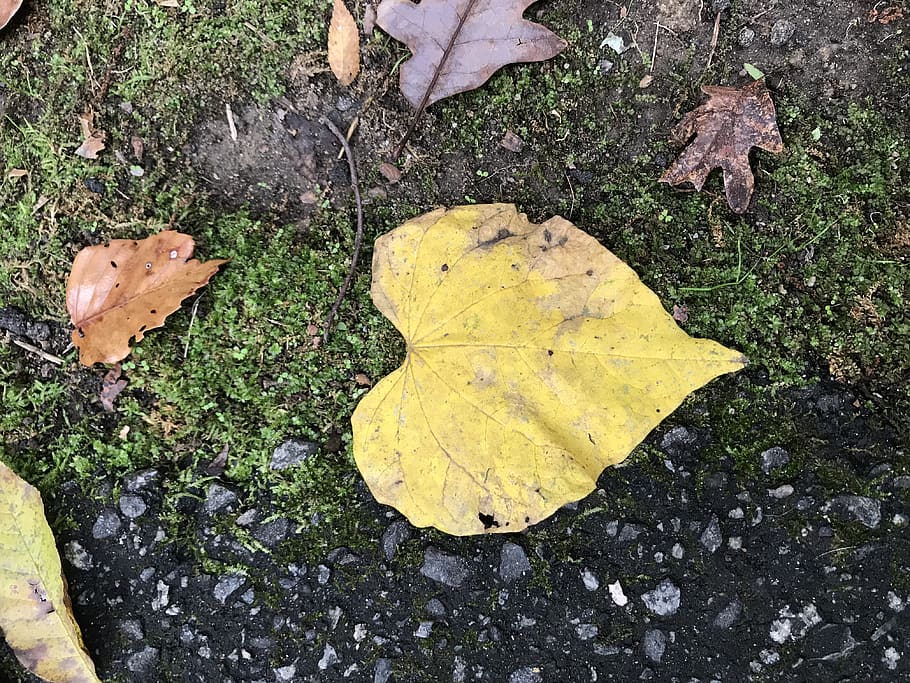leaf, plant part, yellow, high angle view, autumn, nature, no people HD wallpaper