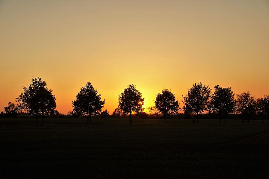 sunset, evening, twilight, trees, mood, scenic, alley, sky HD wallpaper
