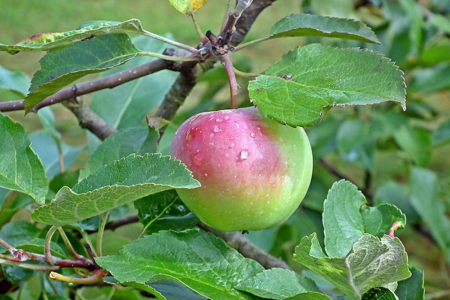 apple, fruit, branch, vitamins, nature, sad, tree, mature, autumn juicy HD wallpaper