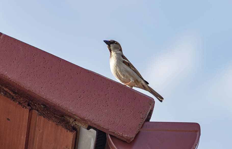 house sparrow, bird, bird species, small stature, feather, animal, HD wallpaper