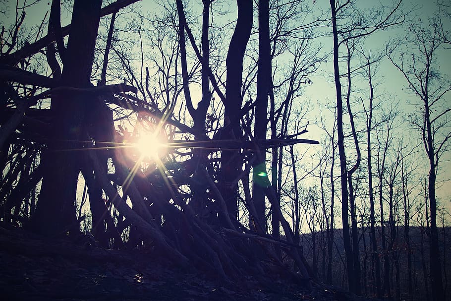 trees, sunset, land, forest, plant, tree trunk, lens flare HD wallpaper