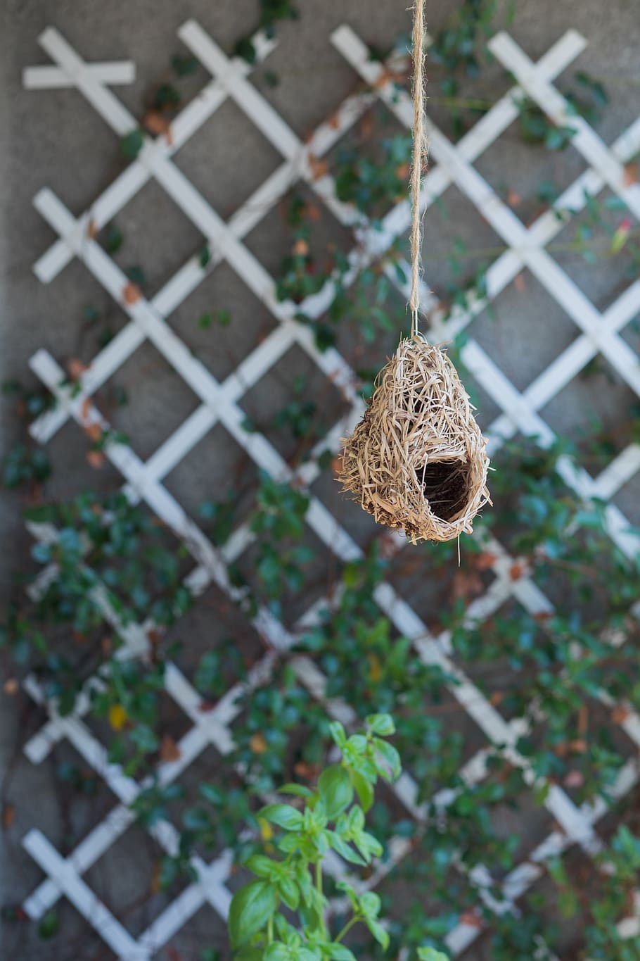 brown neath, focus on foreground, no people, day, plant, fence HD wallpaper