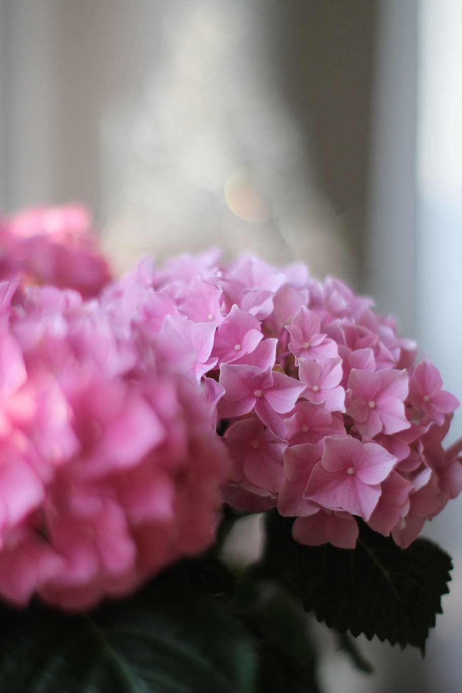 hydrangea, pink, nature, flower, blossom, bloom, plant, beautiful HD wallpaper