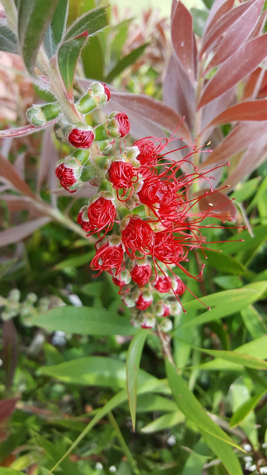 fauna, flowers, red, growth, plant, beauty in nature, freshness HD wallpaper