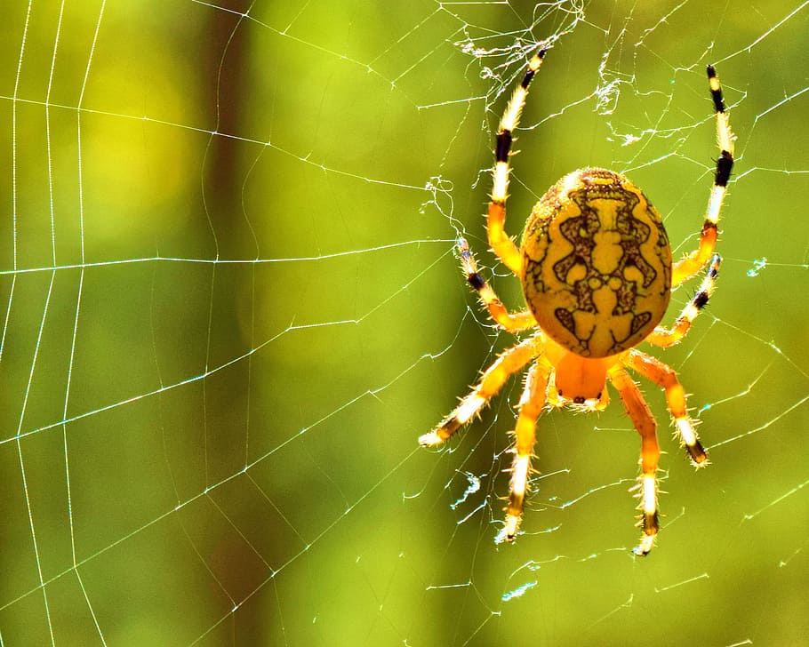 spider, web, yeallow, insect, nature, arachnid, Orb Weaving HD wallpaper