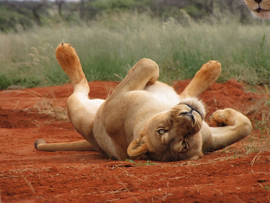 HD wallpaper: lion, lioness, africa, wild, wilderness, chill, sleepy ...