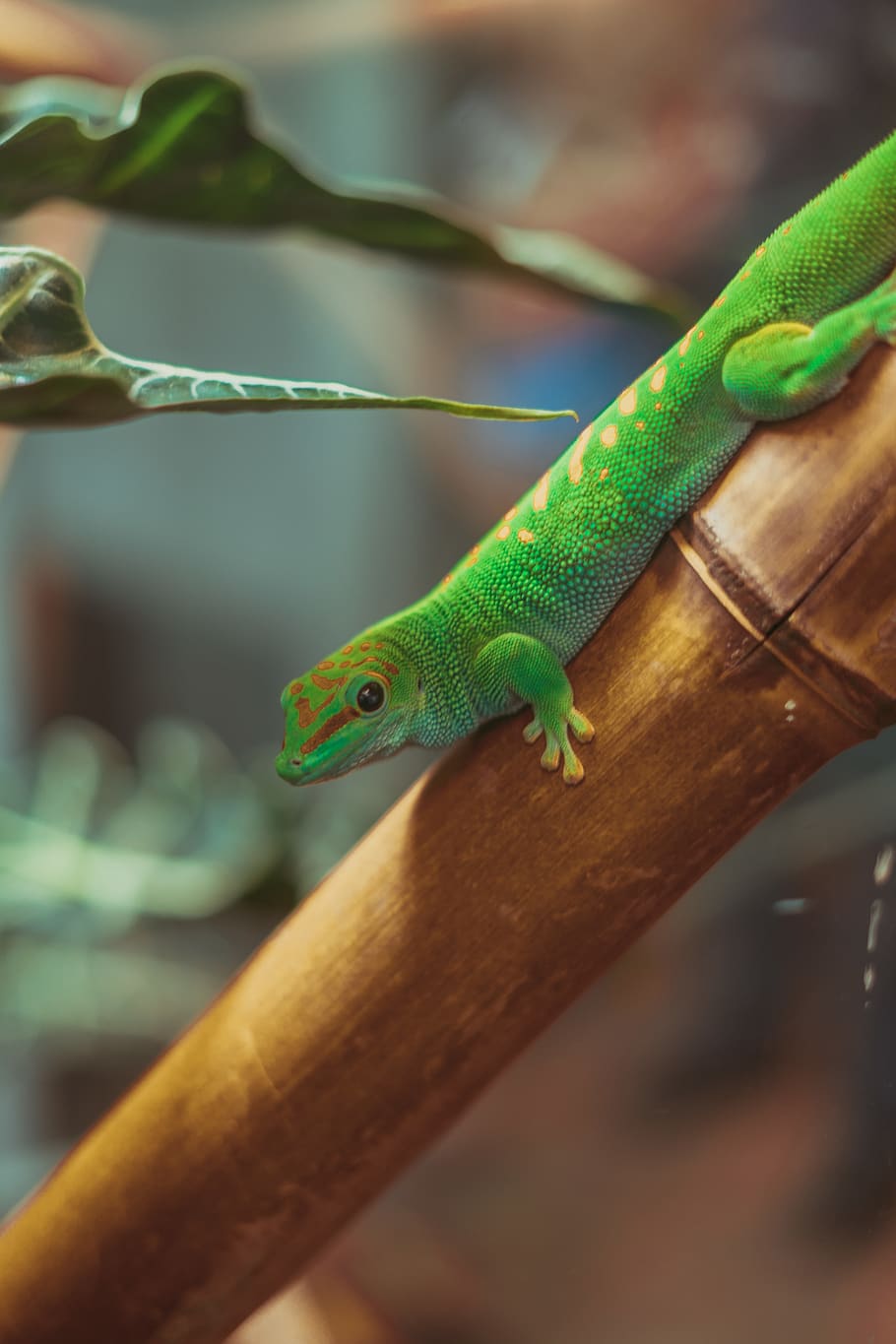 lizard, animal, gecko, reptile, green lizard, san francisco, HD wallpaper