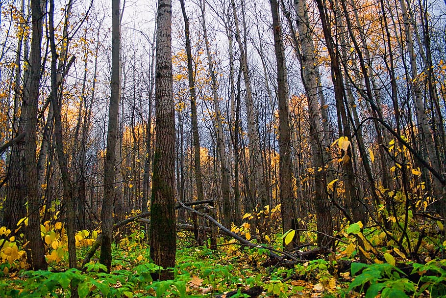 autumn, forest, scene, leaf, leaves, yellow, tree, park, wood HD wallpaper