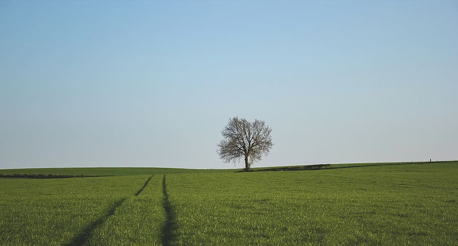 green, grass, field, tree, nature, rural, countryside, blue HD wallpaper