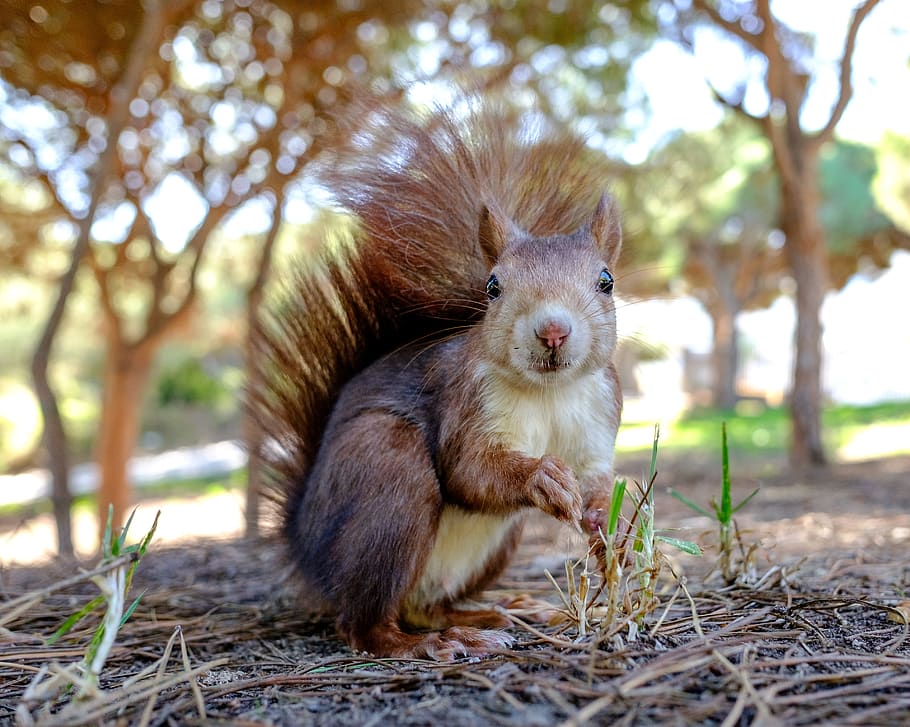 spain, guardamar del segura, animal themes, mammal, animal wildlife HD wallpaper