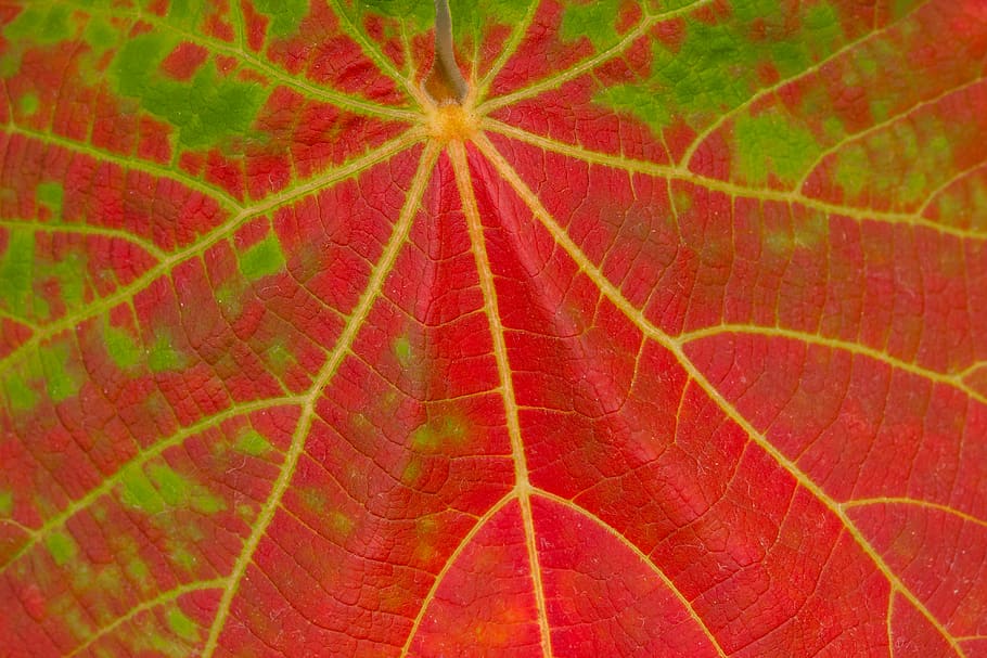 red and green leaf, backgrounds, plant part, leaf vein, close-up HD wallpaper