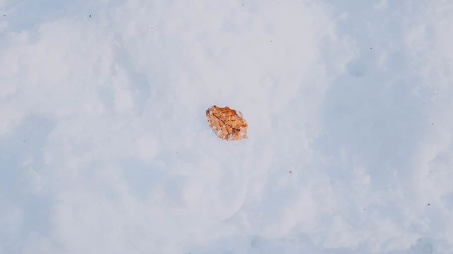 dried leaf, plant, animal, nature, tree, snow, colour, forest HD wallpaper