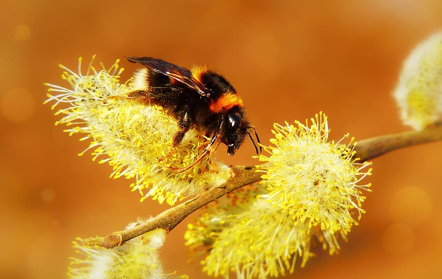 black and yellow bee, animal, insect, honey bee, invertebrate HD wallpaper