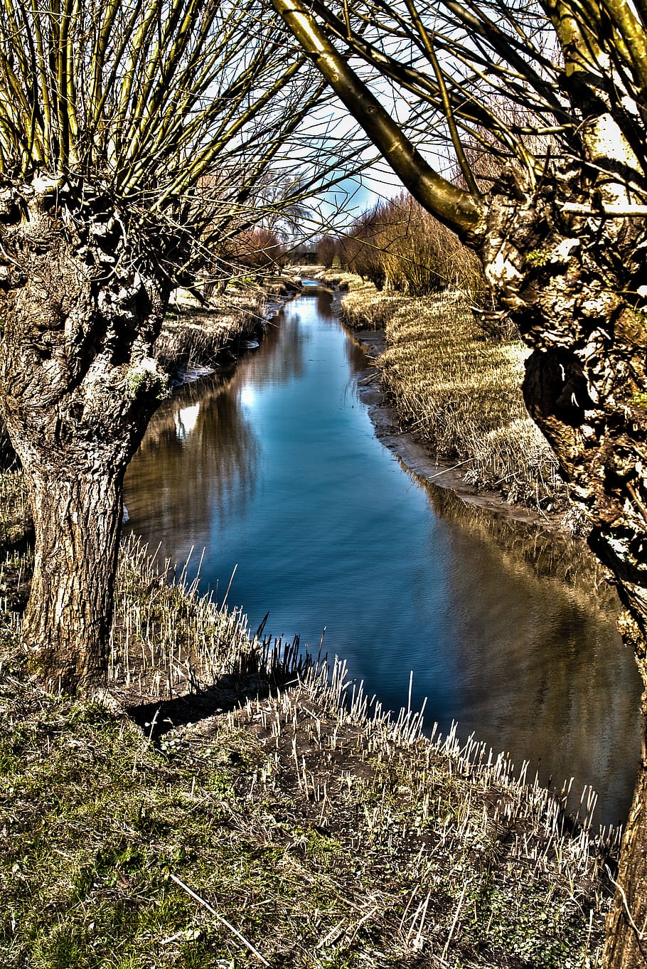 netherlands, rhoon, tree, water, plant, tranquility, nature HD wallpaper