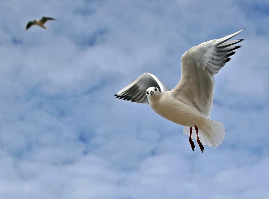 sky, bird, flight, wings, flying, animal wildlife, animals in the wild HD wallpaper