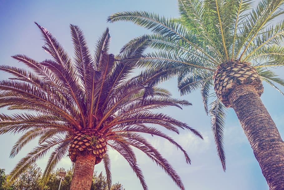 palm trees, tropical climate, plant, growth, sky, low angle view HD wallpaper