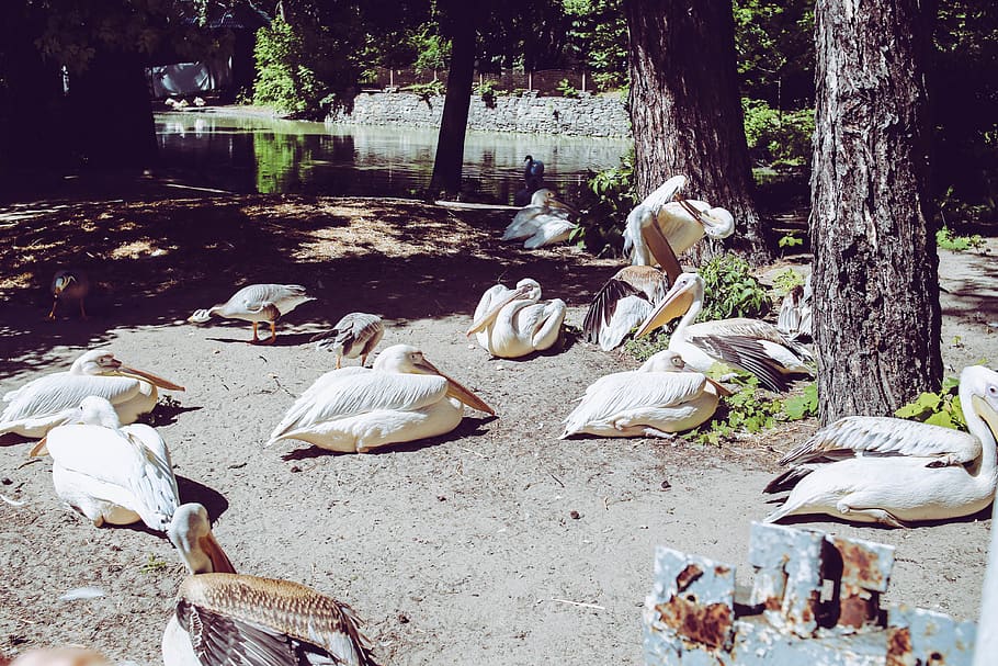 owl, duck, bird, bear, buffalo, deer, zoo, animals, pelican HD wallpaper