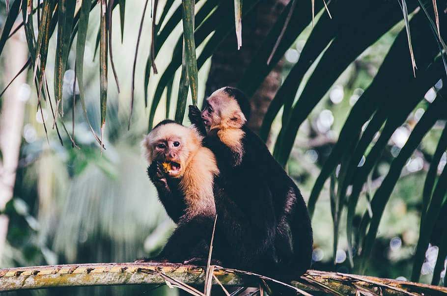 two monkeys eating on branch, primate, animal themes, animal wildlife HD wallpaper