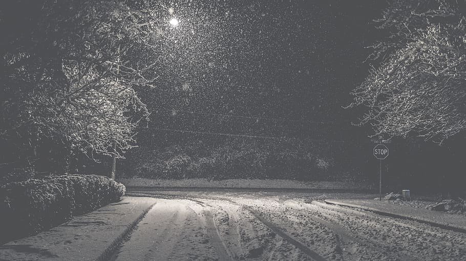 empty dirt road between leaf trees at nighttime, plant, snow HD wallpaper