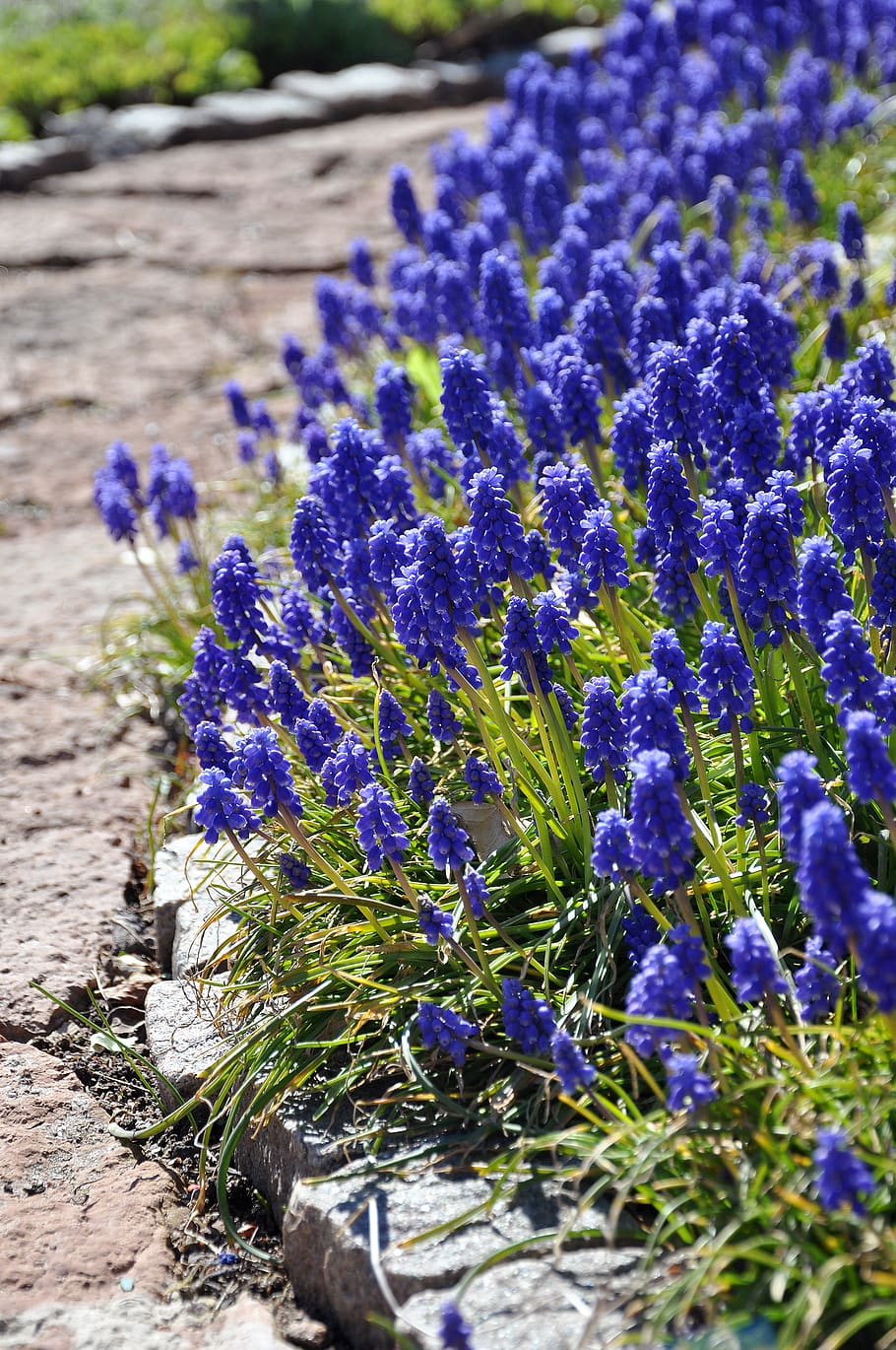 sweden, åstorp, blue, path, summer, flowers, garden, flowerbed HD wallpaper