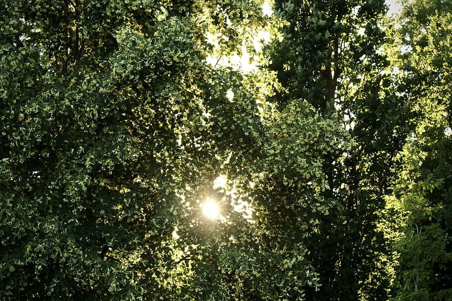 Green Leaf Plant, branches, perspective, tree, sunlight, growth HD wallpaper
