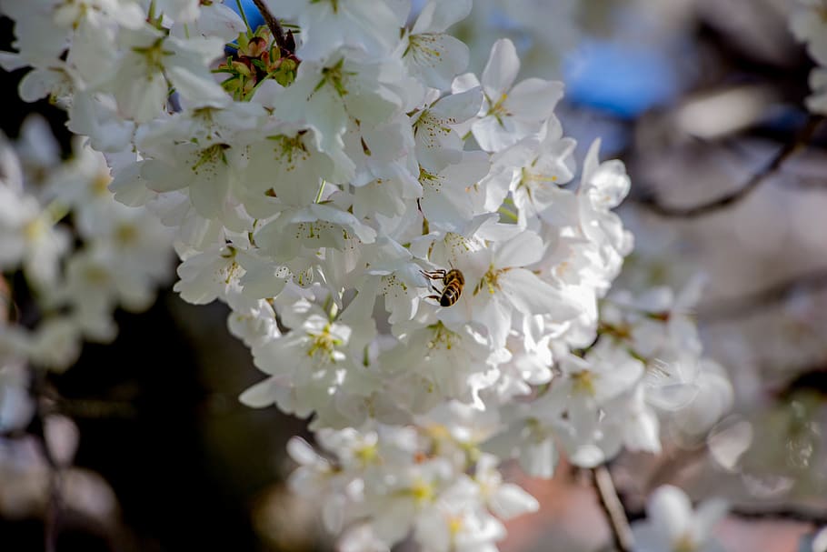 flower, bees, flowers, nectar, bumble bee, polination, science HD wallpaper