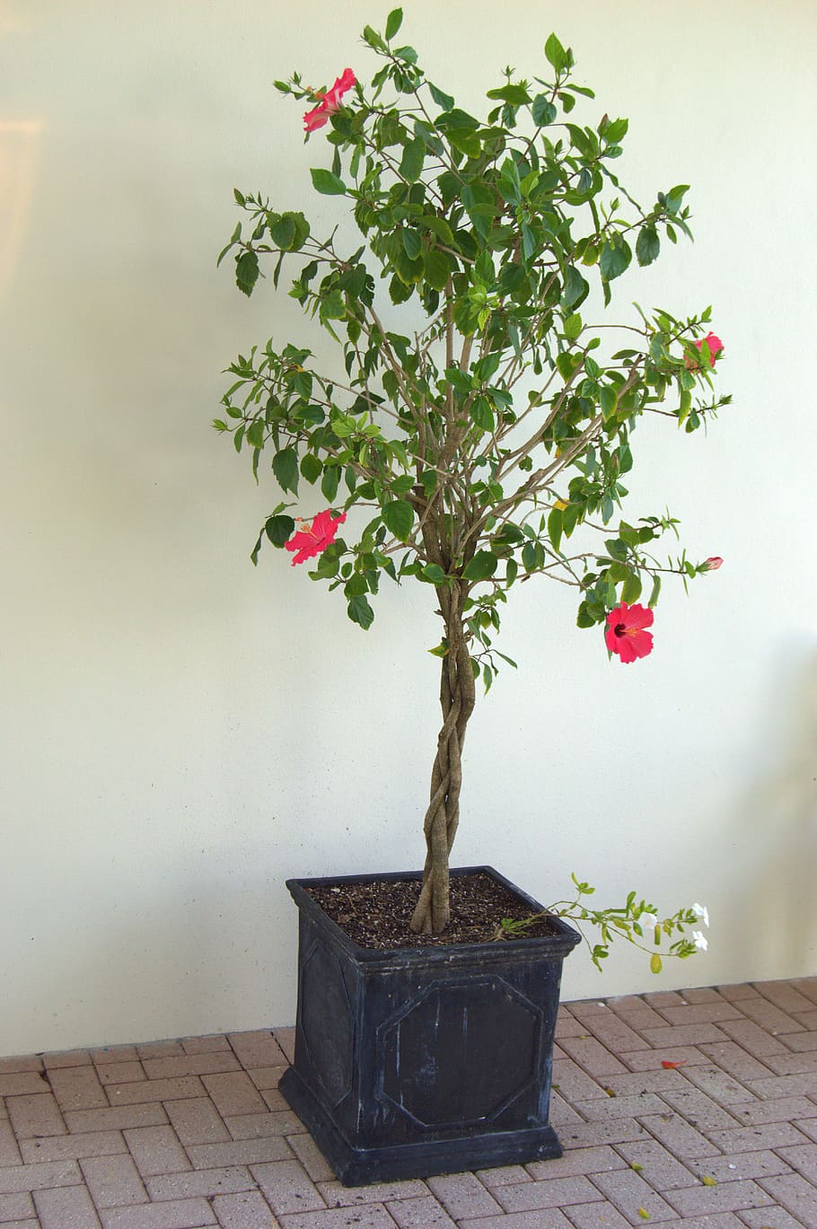 nature, tree, green, hibiscus, flowers, pink, plant, growth HD wallpaper