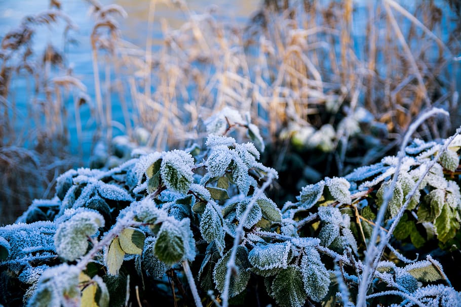 winter, frost, snow, cold, ice, nature, frozen, landscape, eiskristalle, HD wallpaper