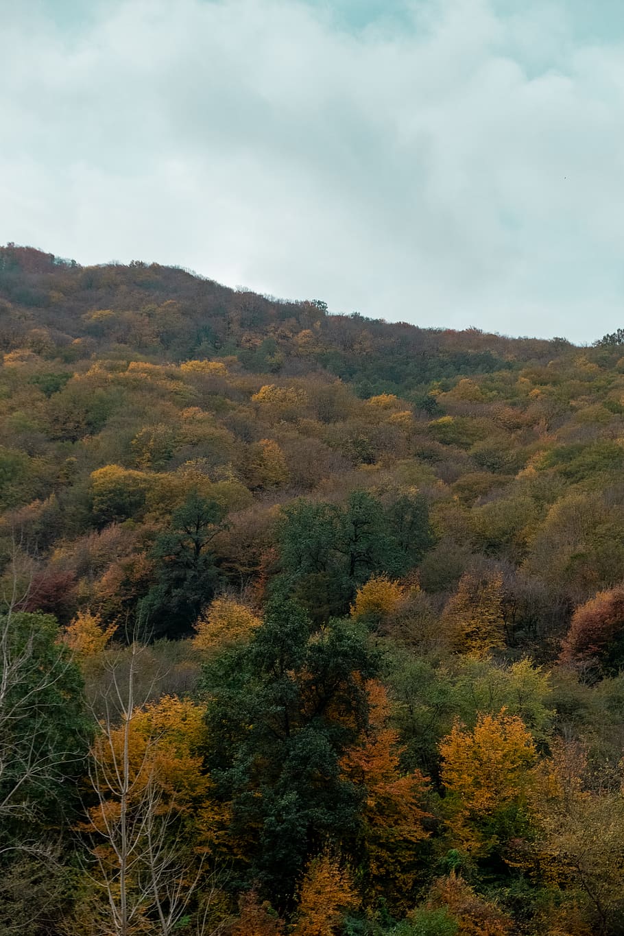 wallpaper, trees, cloudy, sky, autumn, fall, plant, beauty in nature HD wallpaper