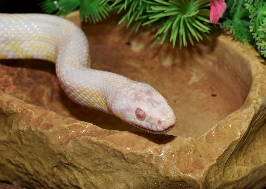 corn snake, constrictor, terraristik, non toxic, scale, head HD wallpaper