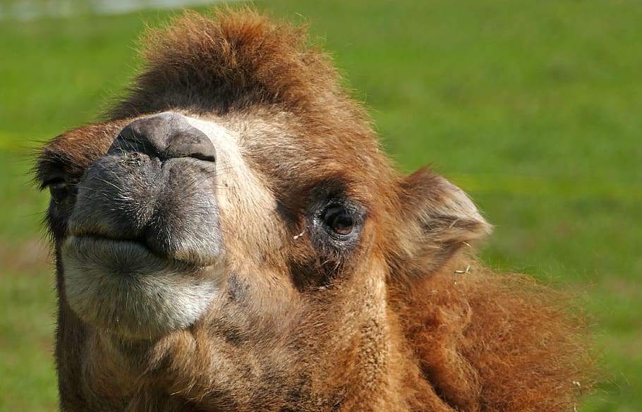 circus, animals, camel, sun, eyelashes, close up, hair, fur HD wallpaper