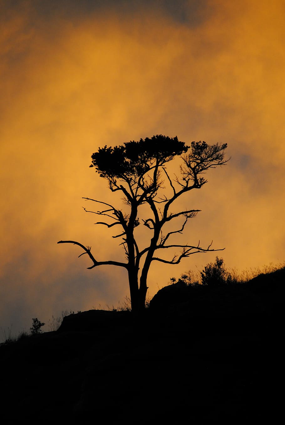 tree, plant, silhouette, nature, outdoors, sunset, newcastle HD wallpaper
