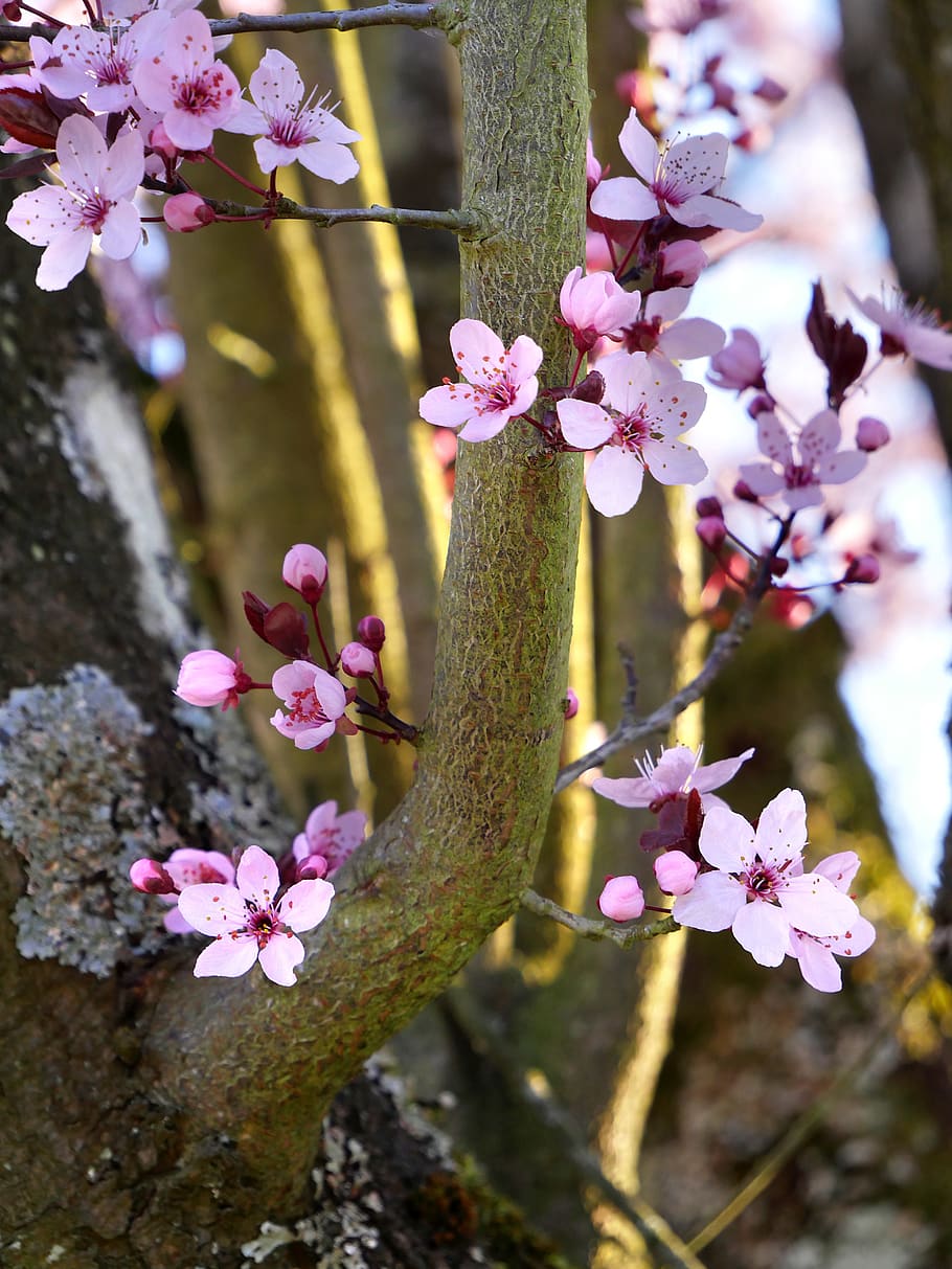 cherry, flowers, spring, light, tree, nature, flowering, plant HD wallpaper