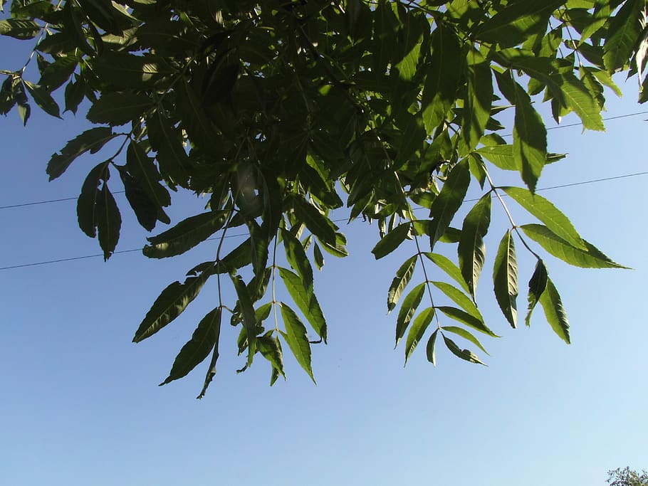leaf, growth, plant part, tree, low angle view, green color HD wallpaper