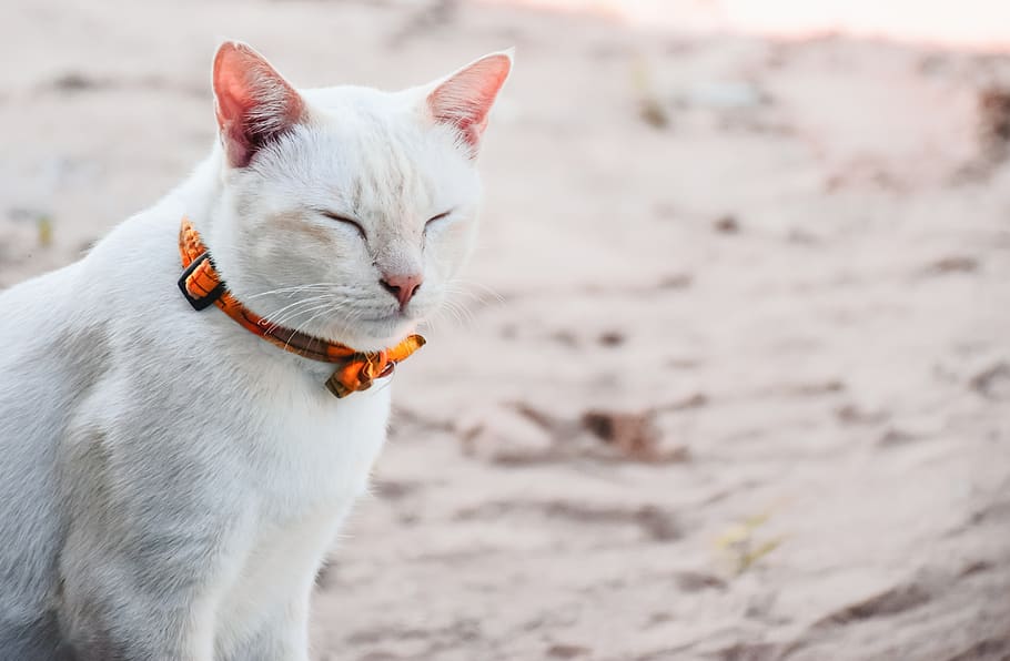 animals, pets, cat, asleep, white, seat, cute, playful, animal themes HD wallpaper
