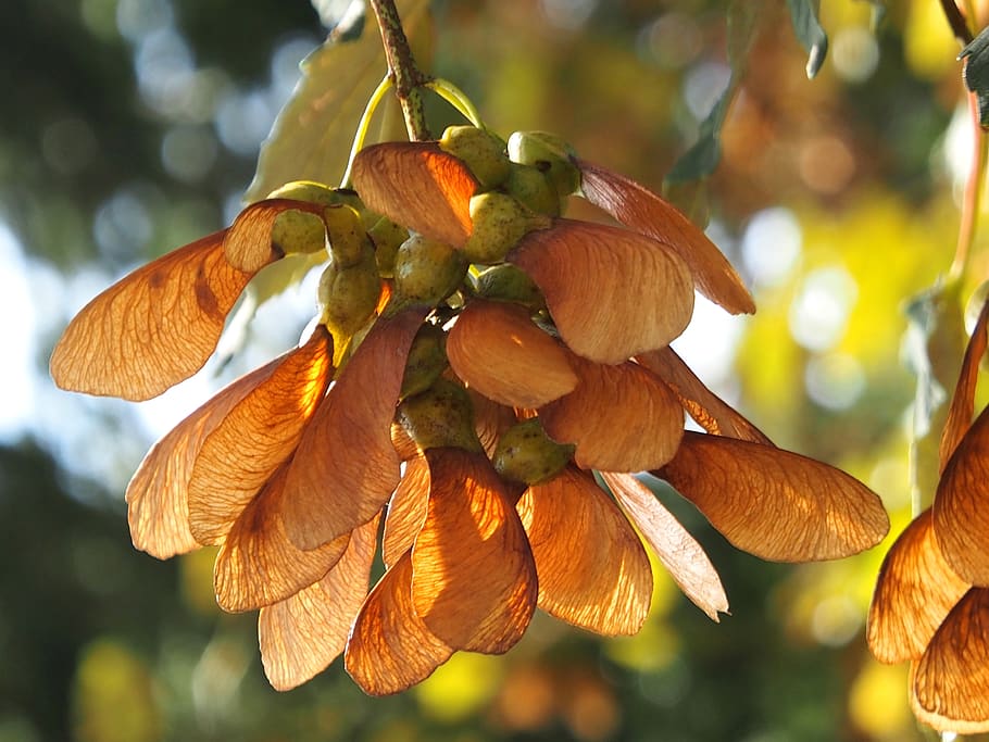 maple seeds, autumn, close up, tree, plant, growth, close-up HD wallpaper