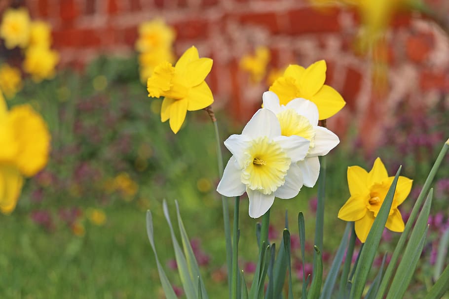 osterglocken, spring, yellow, daffodils, easter, spring flowers HD wallpaper