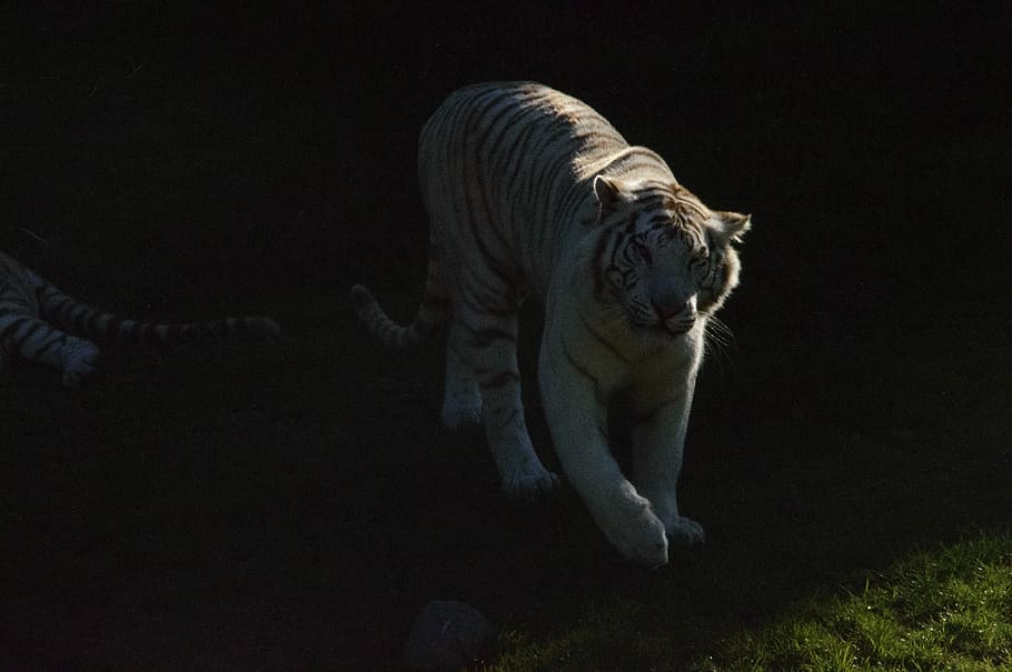 tiger, white tiger, shadows, field, prairie, animals, zoo, predator HD wallpaper