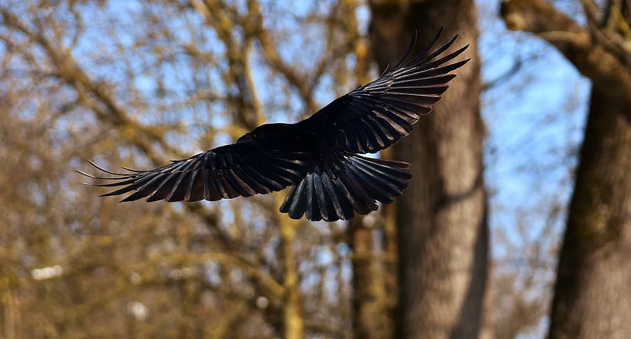 common raven, winter, cold, raven bird, crow, animal, nature HD wallpaper