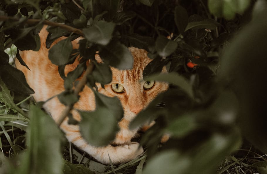 leaves, eyes, cat, animal themes, one animal, mammal, looking at camera HD wallpaper