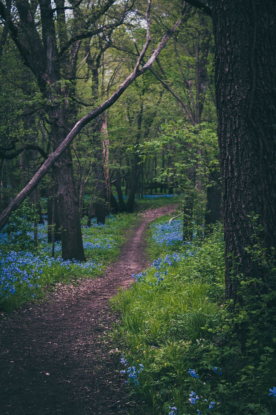 leaves, nature, flowers, path, forest, trees, plant, land, tranquility HD wallpaper