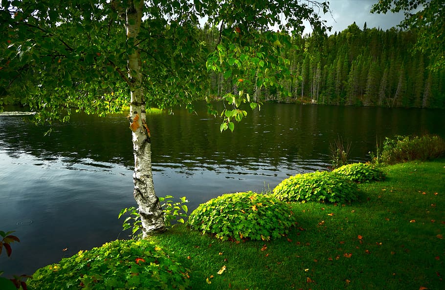 birch, landscape, tree, lake, water, foliage, wood, summer HD wallpaper