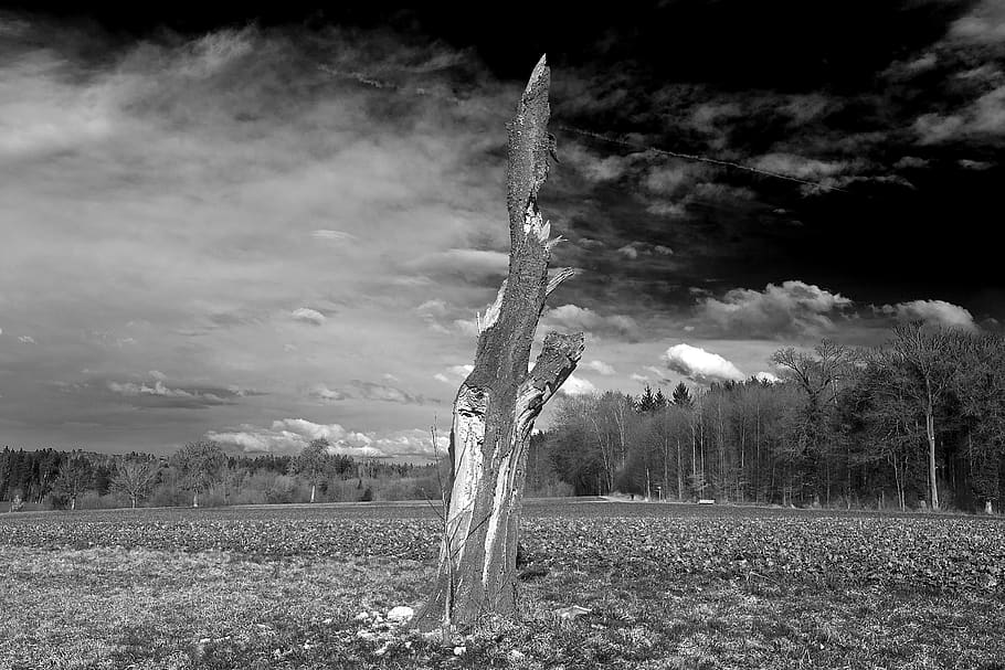 tree trunk, dead tree, remnant, clouds, plant, land, environment HD wallpaper