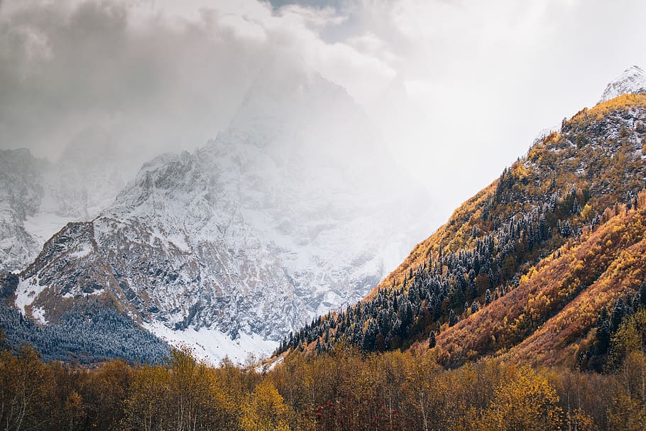 Nature Photography, daylight, environment, forest, landscape HD wallpaper