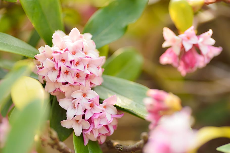 plant, natural, flowers, spring, early spring, 沈丁花, pink, HD wallpaper