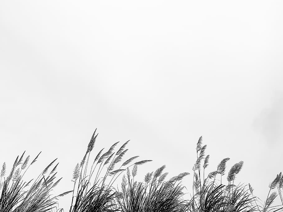 wheat field, plant, grass, lawn, reed, agropyron, outdoors, park HD wallpaper